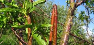 Hvordan kan du forplante abrikos med grønne stiklinger derhjemme, plantemetoder