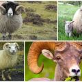 ¿Cómo son los carneros y de quién provienen, dónde viven los artiodáctilos?