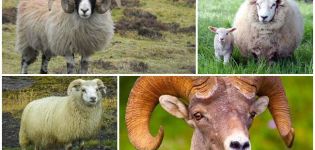 ¿Cómo son los carneros y de quién provienen, dónde viven los artiodáctilos?