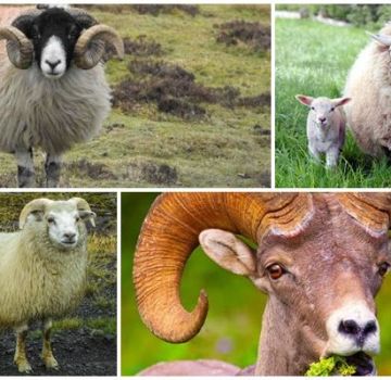 Kaip atrodo avinai ir iš ko jie kilę, kur gyvena artiodaktilai?