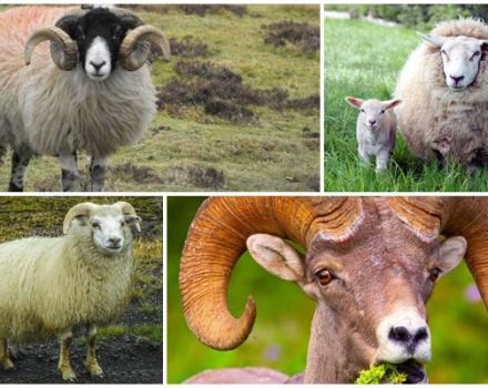 What do rams look like and who did they come from, where do artiodactyls live?
