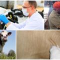Anweisungen zur Verwendung des Anthrax-Impfstoffs bei Rindern und Dosierungen