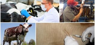 Sığırlarda şarbon aşısı kullanımı ve dozajları için talimatlar