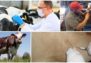 Upute za uporabu cjepiva protiv antraksa u goveda i doziranje