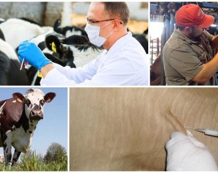 Anweisungen zur Verwendung des Anthrax-Impfstoffs bei Rindern und Dosierungen