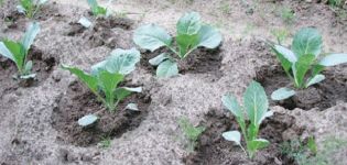 Description of the variety of Belarusian cabbage, features of cultivation and care