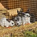 Sizes of senniks for rabbits and how to make a do-it-yourself feeder