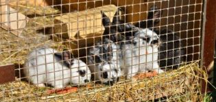 Größen von Senniks für Kaninchen und wie man einen Do-it-yourself-Feeder macht
