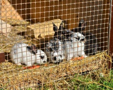 Veľkosti senátorov pre králiky a spôsob výroby krmítka pre domácich majstrov