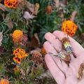 Sådan samles manigoldfrø fra falmede blomster, opbevaringsregler og brug