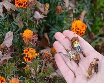 How to collect marigold seeds from faded flowers, storage rules and use