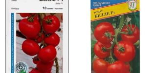 Opis sorte rajčice Bellé f1, njezine karakteristike i uzgoj
