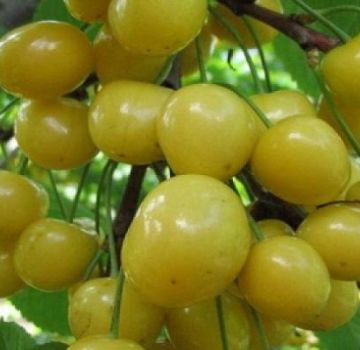 Popis odrůdy třešní Domácí zahrada žlutá, pěstování a péče, příprava na zimu