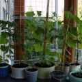 Hoe en hoe komkommers thuis op een balkon of vensterbank te voeren