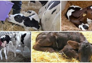 Sintomi e diagnosi della dispepsia nei vitelli, regimi di trattamento e prevenzione