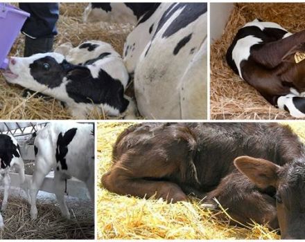 Symptoms and diagnosis of dyspepsia in calves, treatment regimens and prevention