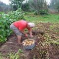 قواعد زراعة البطاطس والعناية بها وفقًا لطريقة كيزيما