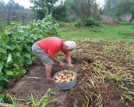 Pravila za uzgoj i brigu o krumpiru prema Kizima metodi