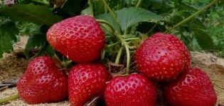 Beskrivning av jordgubbar från Selva, plantering och skötsel