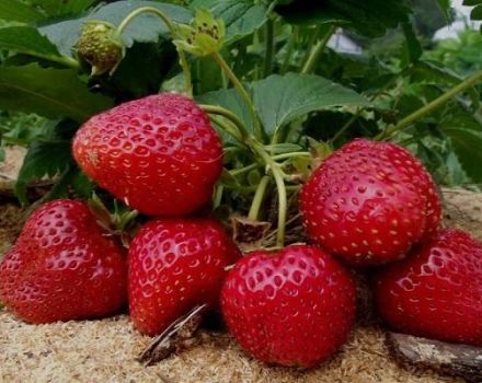 Beskrivelse af remontant jordbær af Selva-sorten, plantning og pleje