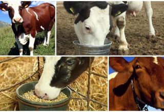 What to do if the cow is full of crushed at home