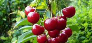 Beskrivelse og karakteristika for kirsebær af sorten Standard Urals, historie og funktioner i kultiveringen