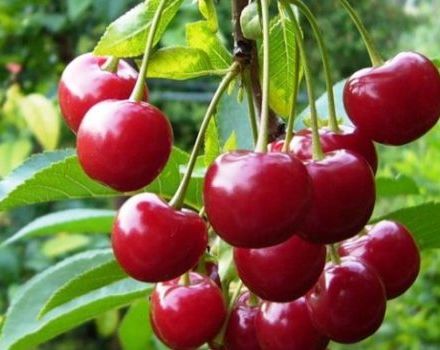 Description and characteristics of cherries of the Standard Urals variety, history and features of cultivation