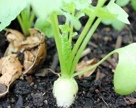 When and how to plant and grow a daikon in the open field in the Moscow region