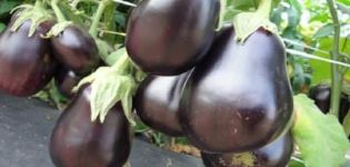 Description of the variety eggplant Nutcracker, its characteristics and yield