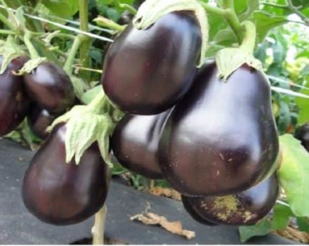 Beschrijving van de variëteit aubergine Notenkraker, zijn kenmerken en opbrengst