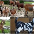 Beschreibung und Milchigkeit der Ziegen der nubischen Rasse, ihre Farbe und ungefähre Kosten