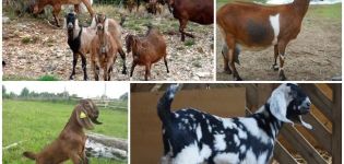 Description and milkiness of goats of the Nubian breed, their color and approximate cost