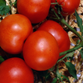Characteristics and description of the tomato variety Lakomka