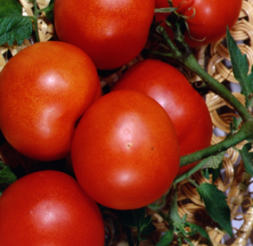 Características y descripción de la variedad de tomate Lakomka.