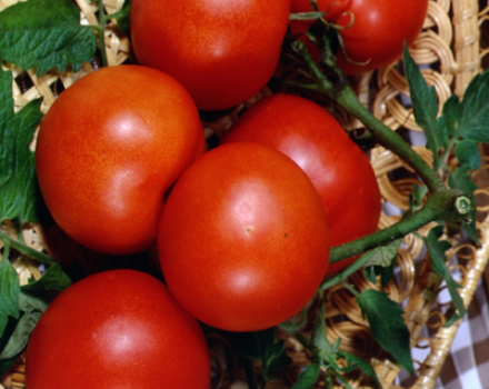 Lakomka domates çeşidinin özellikleri ve tanımı