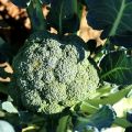 Growing and caring for broccoli outdoors at home