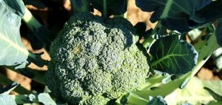 Pěstování a péče o brokolici venku doma
