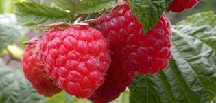 Description and yield of Taganka raspberries, planting and care
