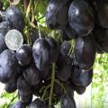 Descripción y características de las uvas Ruslan, sus ventajas y desventajas.