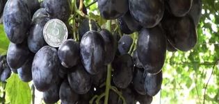 Description et caractéristiques du raisin Ruslan, ses avantages et ses inconvénients