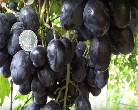 Descripción y características de las uvas Ruslan, sus ventajas y desventajas.
