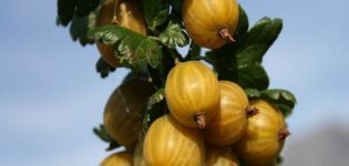 Descripción y características de la variedad de grosella espinosa inglesa amarilla, plantación y cuidado.