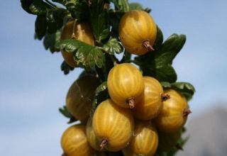 Descripción y características de la variedad de grosella inglesa amarilla, plantación y cuidado.