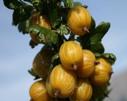 Popis a charakteristika angreštové odrůdy anglická žlutá, výsadba a péče
