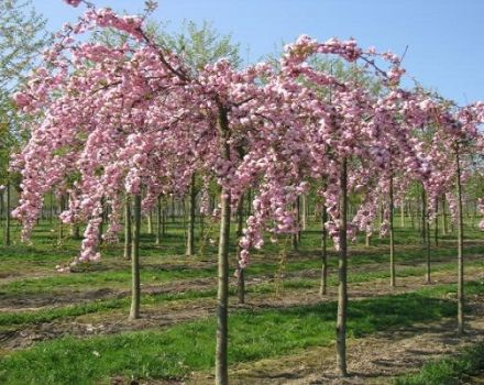 Description of Japanese finely sawed cherry sakura and characteristics of varieties, cultivation and care
