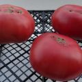 Büyük Kepçe domates çeşidinin tanımı ve verimi