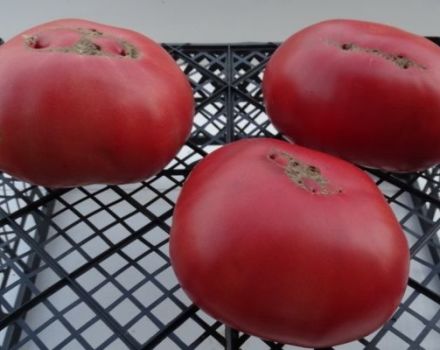 Descripción de la variedad de tomate Big Dipper y su rendimiento