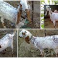 Descripció i característiques de les cabres vitals, normes de cura i manteniment