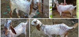 Beschrijving en kenmerken van Bital-geiten, regels voor zorg en onderhoud
