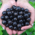 Description of the best varieties of currants for the Moscow region and the subtleties of growing